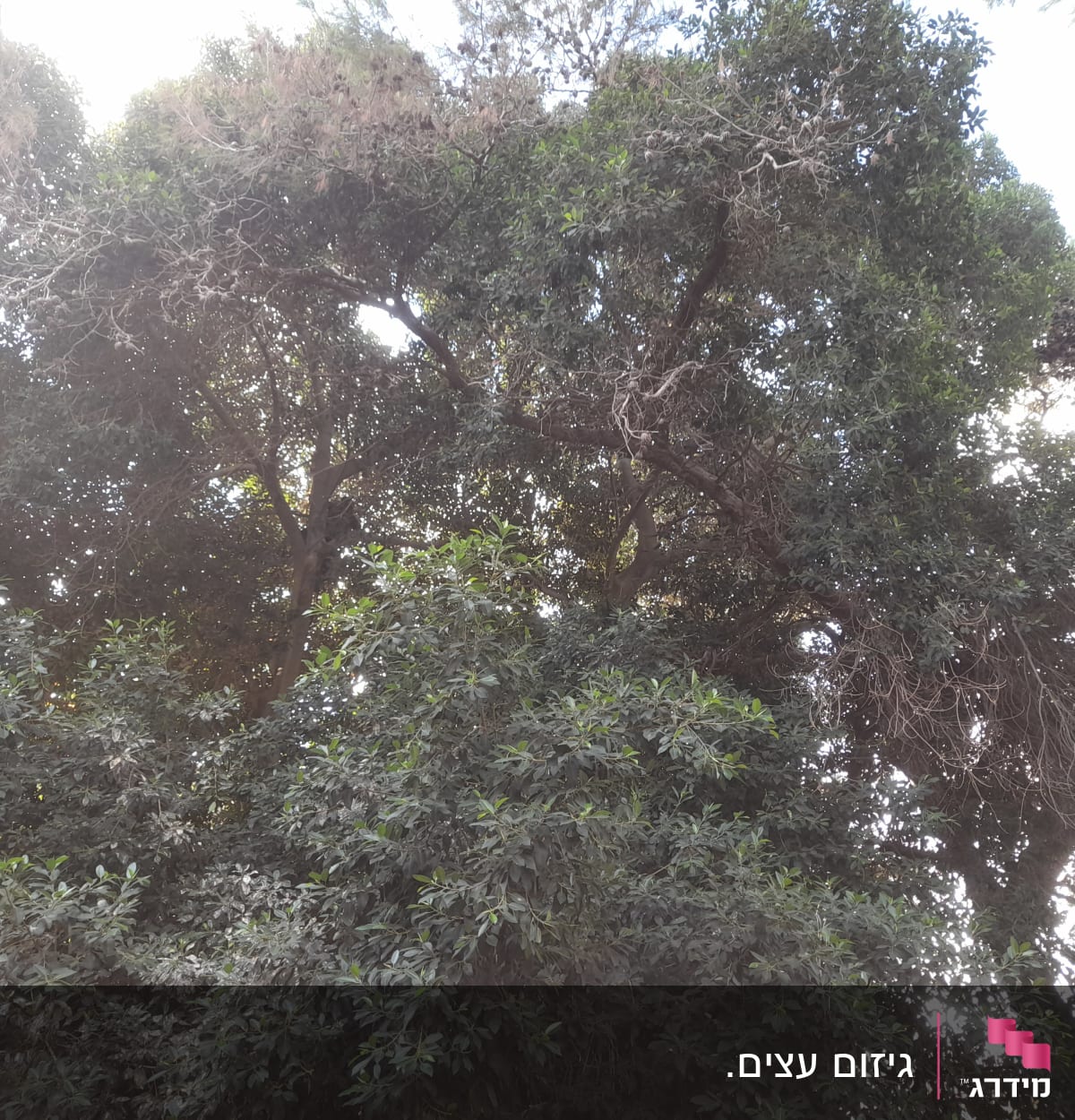 Dense tree branches with some dry twigs visible.